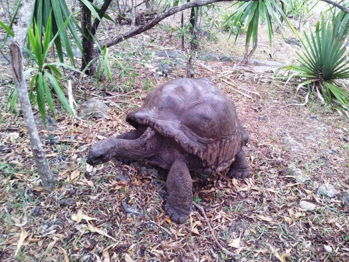 Une tortue géante d'Aldabra sur l'île aux Aigrettes